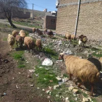 گوسفند و بره