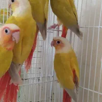 گرینچیک سانچیک مونچیک ردچیک پاید|پرنده|مشهد, سناباد|دیوار