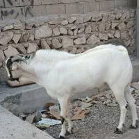 نری سومال اصل