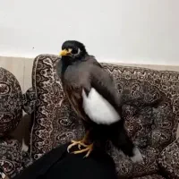 مرغ مینا سخنگو