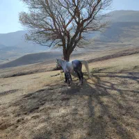 یک اسب سرحال وجوان