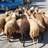 جوان ومالچه ۳۴راس میش یا گوسفند آبستن داشتی|حیوانات مزرعه|سنندج, |دیوار