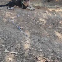 واگذاری سگ برای نسل کشی|سگ|کرمانشاه, |دیوار