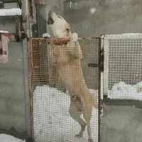 سگ پژدر ب ضمانت