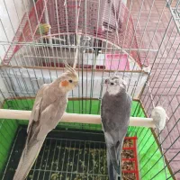 یک جفت عروس هلندی مولد