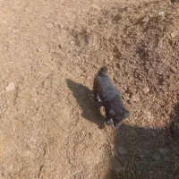 توله سگ پاکوتاه ماده|سگ|اسدآباد, |دیوار