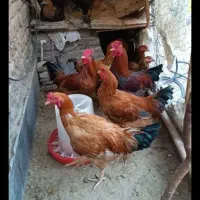 فروش خروس جوان سالم وسنگین وزن