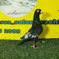 طاووسی، دمسفید