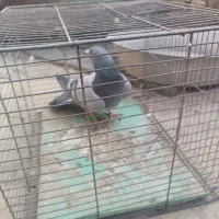 دوتا نر|پرنده|زابل, |دیوار