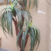 درختچه مصنوعی