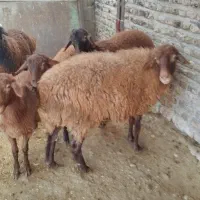 گوسفند|حیوانات مزرعه|نگین شهر, |دیوار