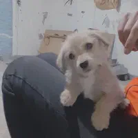 واگذاری توله سگ تریر پا کوتاه