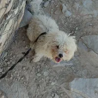 سگ شیتزو پودل