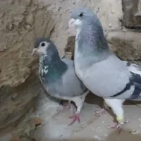 کفتر شهری سبز