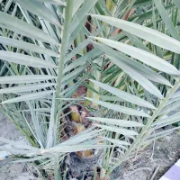 نخل برحی|گل و گیاه طبیعی|بندر امام خمینی, |دیوار