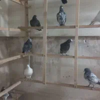 انگلیسی و پتی واله|پرنده|کرج, فاز ۵ مهرشهر|دیوار