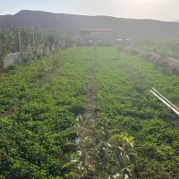 یونجه فروشی