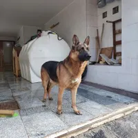 سگ ژرمن|سگ|اصفهان, بوستان ناژوان|دیوار