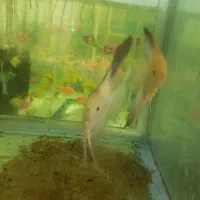 مولد آنجل بلغاری|ماهی|خسروشاه, |دیوار