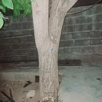 چوب گردو