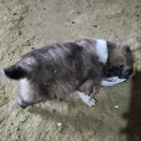 قهدریجان نر