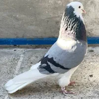 کفتر پیدا شده