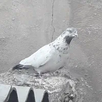 کفتر کبوتر|پرنده|تهران, انبار نفت|دیوار