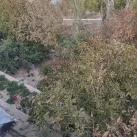 باغچه فروشی