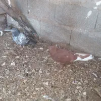 کفتر|پرنده|آبپخش, |دیوار