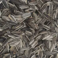 تخمه سنقری عالی