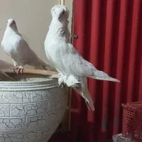 یه جفت سفید مهر نرو ماده دهن جور