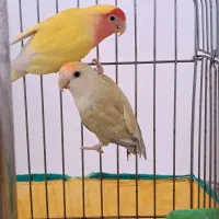 طوطی برزیلی|پرنده|بهار, |دیوار