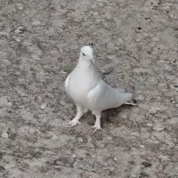 کله دمبی زرد سفید پرشی بازدید پیربکران|پرنده|پیر بکران, |دیوار