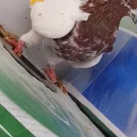 کفتر|پرنده|اردبیل, |دیوار