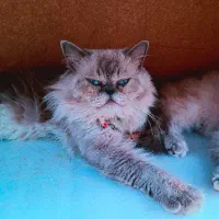 گربه نر هیمالین یکساله سفید،طوسی