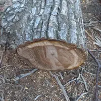 خریدار وفروش انواع چوب