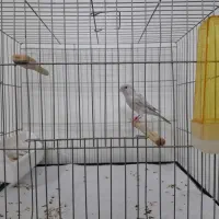 قناری سیلور نر|پرنده|قرچک, زیبا شهر|دیوار