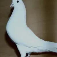 نر سفید چشم دورنگ