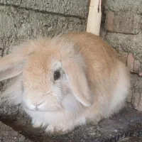 خرگوش ماده لوپ|موش و خرگوش|بابل, |دیوار