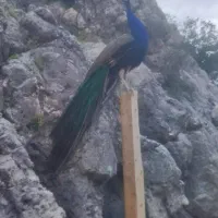 فروش جفت طاووس نروماده