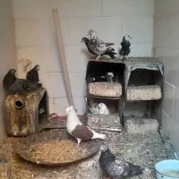کفتر