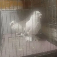 کفتر دمگیر و راعبی