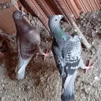 کبوتر المانی