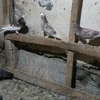 کبوترپرشی|پرنده|گمیشان, |دیوار