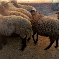 بز  مهربان و افشار|حیوانات مزرعه|سنندج, |دیوار