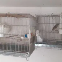 سهره دورگ فیروزکوه جفتی قناری