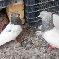 طوقی آبی نر.سینه مشکی جفت.کله الماسی جفت|پرنده|مشهد, دهشک|دیوار