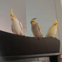 سه عدد جوجه ۵۰روزه عروس هلندی۷۰۰هزار تومان