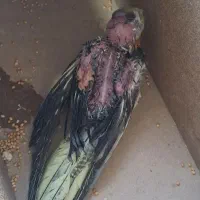 جوجه عروس هلندی