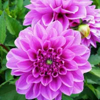 درخواست راهنمایی برای کار ایران خودرویا سایپا